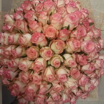 Букет из 101 розы, сорт Карусель, 60см, Эквадор.