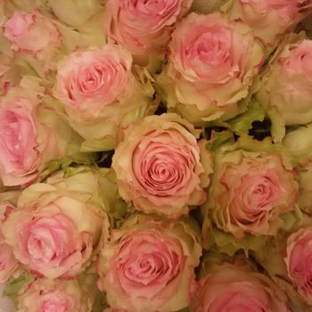 Букет из 25 роз “Щербет” , Эквадор 60см