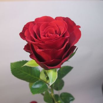 Красные розы высотой 40см, из Кении